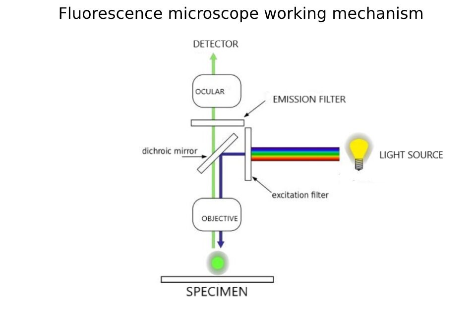 fluorescence microscope working mechanism