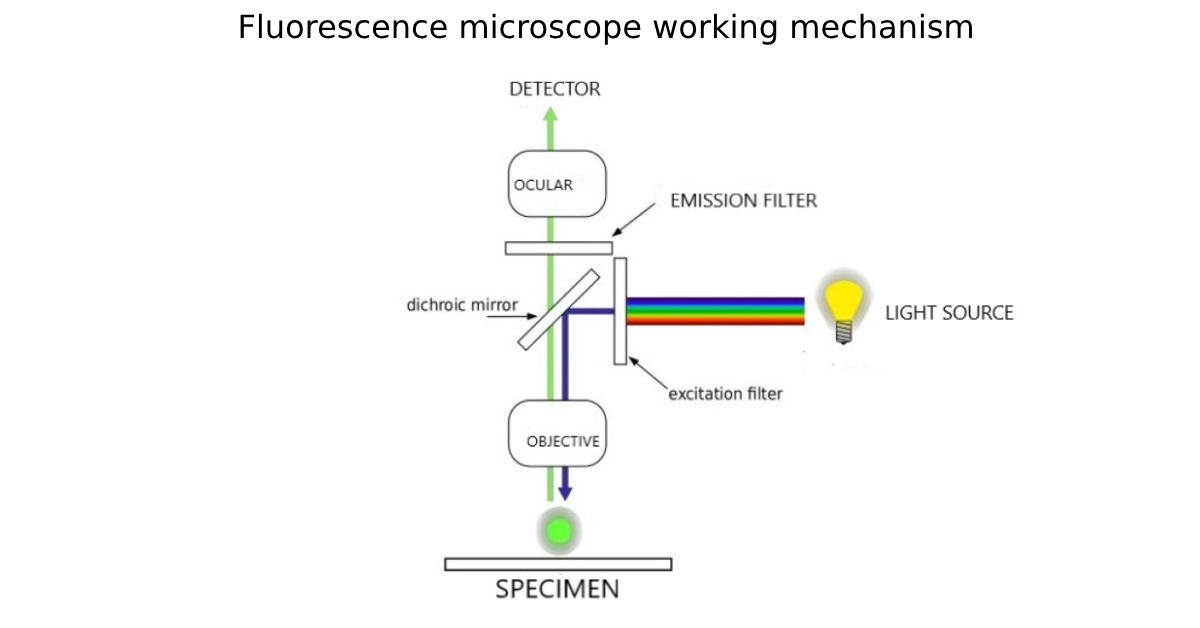 fluorescence microscope working mechanism