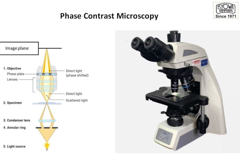 phase contrast microscopy