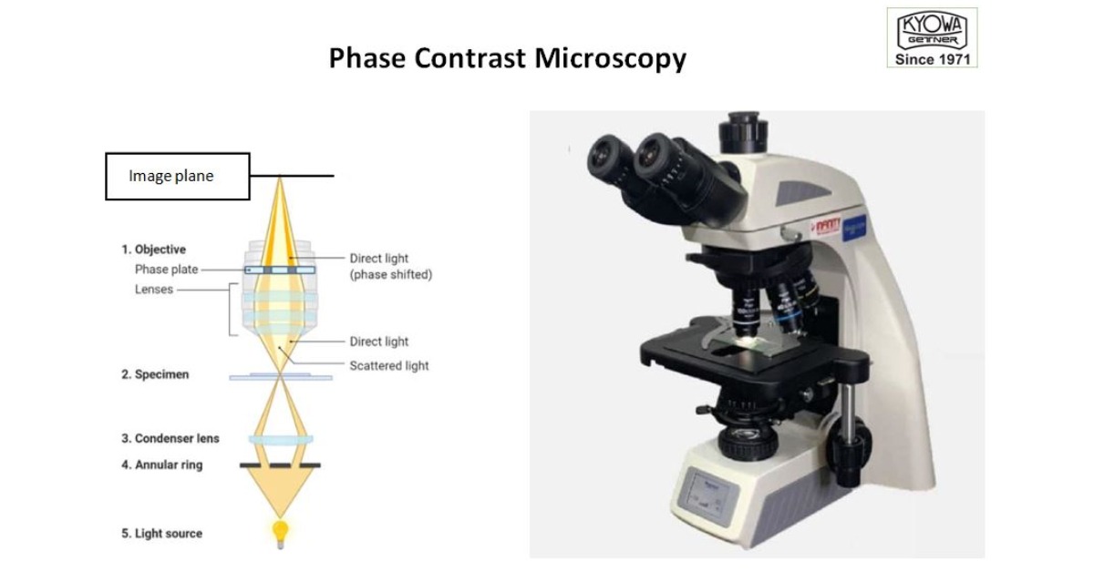 phase contrast microscopy