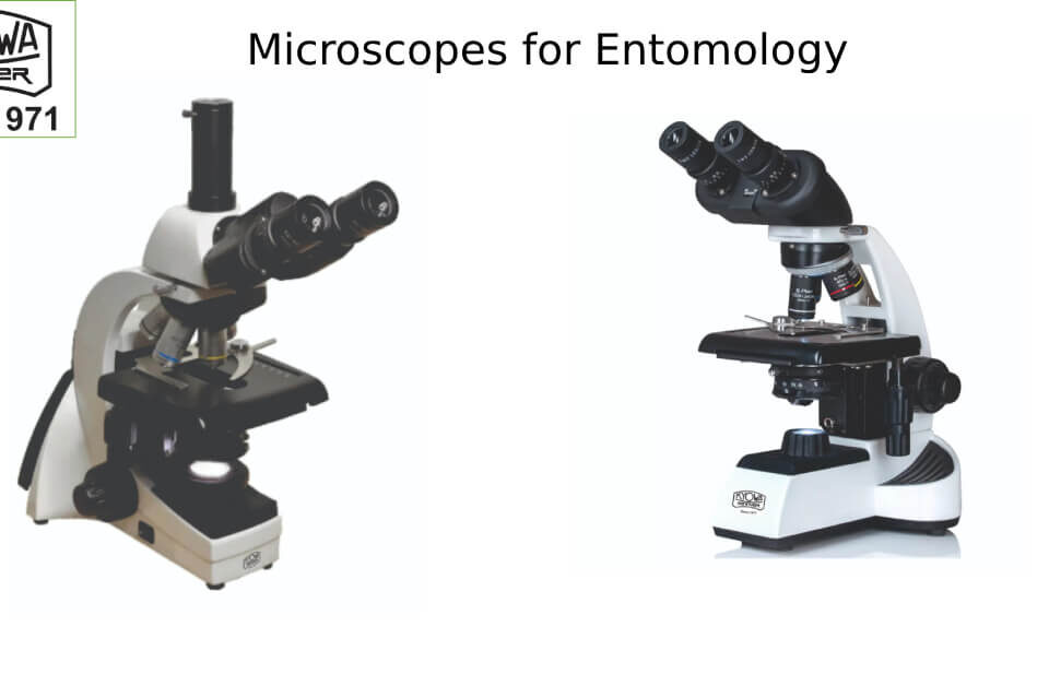 microscopes for entomology